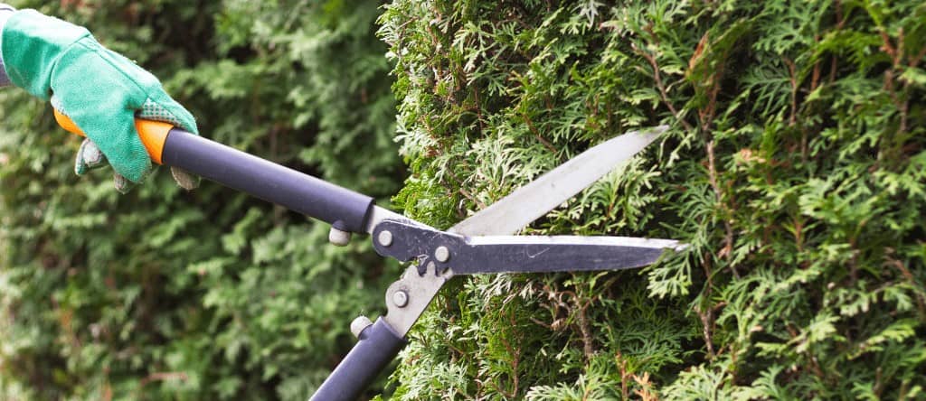 Entreprise d'élagage pour taille de haie à Ahuillé (53) Bûcheron pour couper et abattre arbres et arbustes à Ahuillé (53)