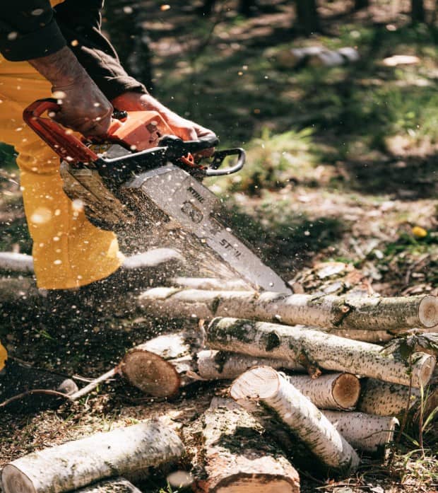 Taillage et élagage d'arbres à Ahuillé (53) Entreprise d'élagage à Ahuillé (53)